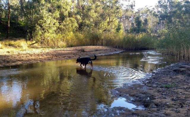 Photograph of a dog walking through the Broken River at a shallow point